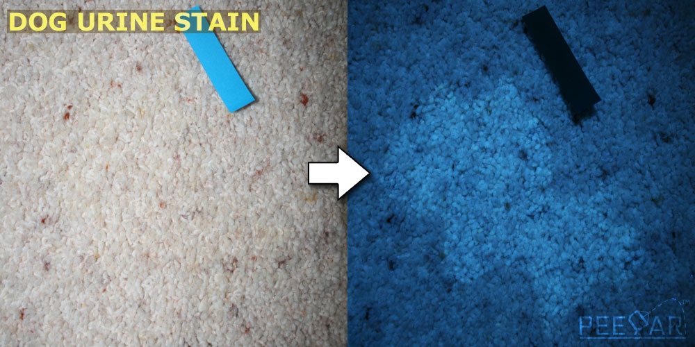 Dog Urine Stain Under UV Light