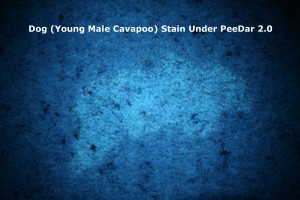 Dog (Young Male Cavapoo) Stain Under PeeDar 2.0's 380-385nm