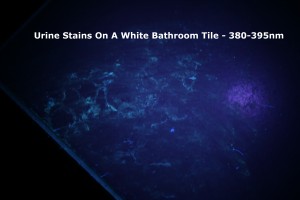 Dried Urine On White Bathroom Tiles Under PeeDar 2.0's 380-385nm