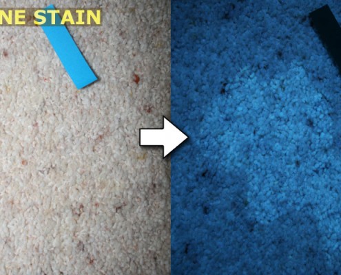 Dog Urine Stain Under UV Light